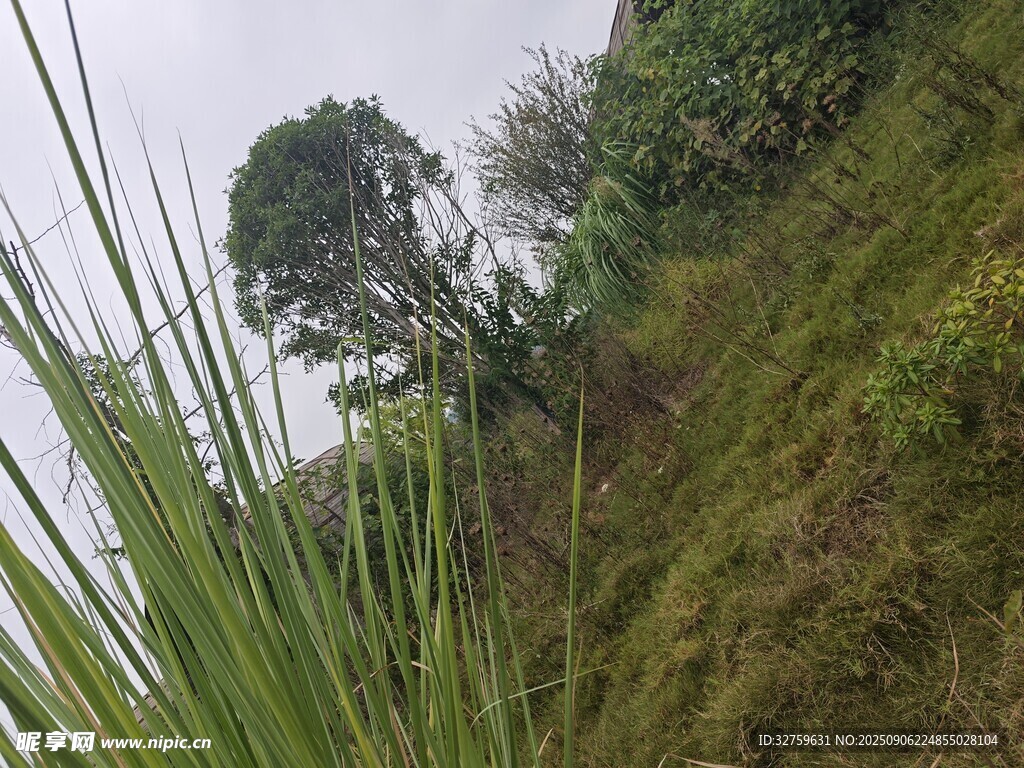 山坡綠植景觀