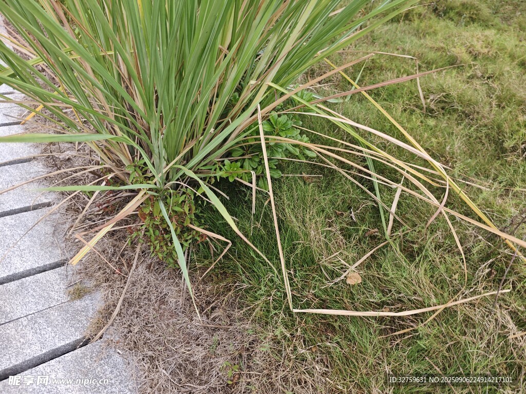 木板旁生長的綠色草叢