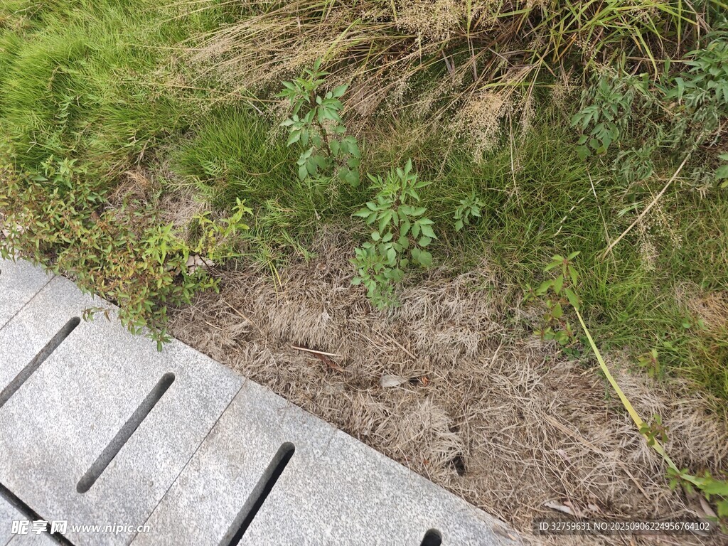 戶外木質(zhì)步道旁的草地