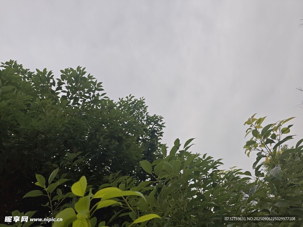 茂密樹林上方的陰沉天空