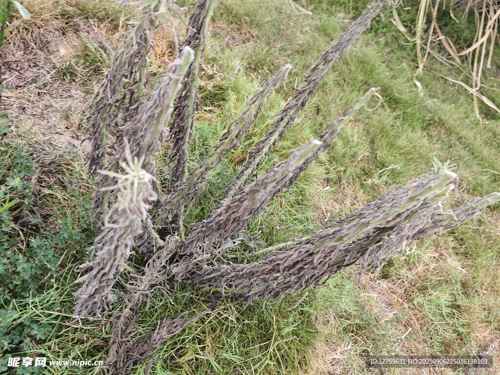 干枯仙人掌植株特寫