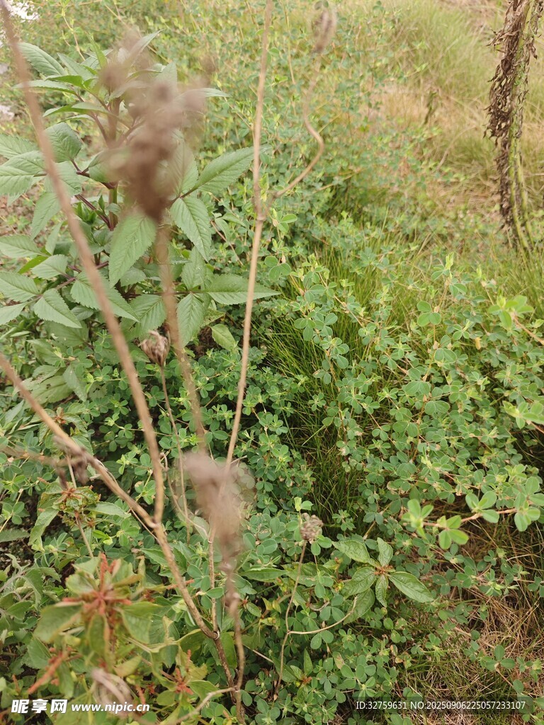 野外叢生的綠色植物
