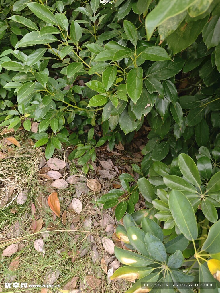 綠葉下的多彩景象