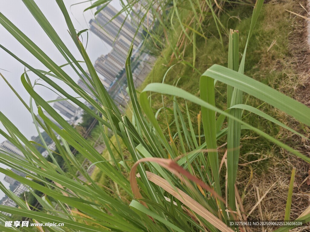 草叢中的自然景致