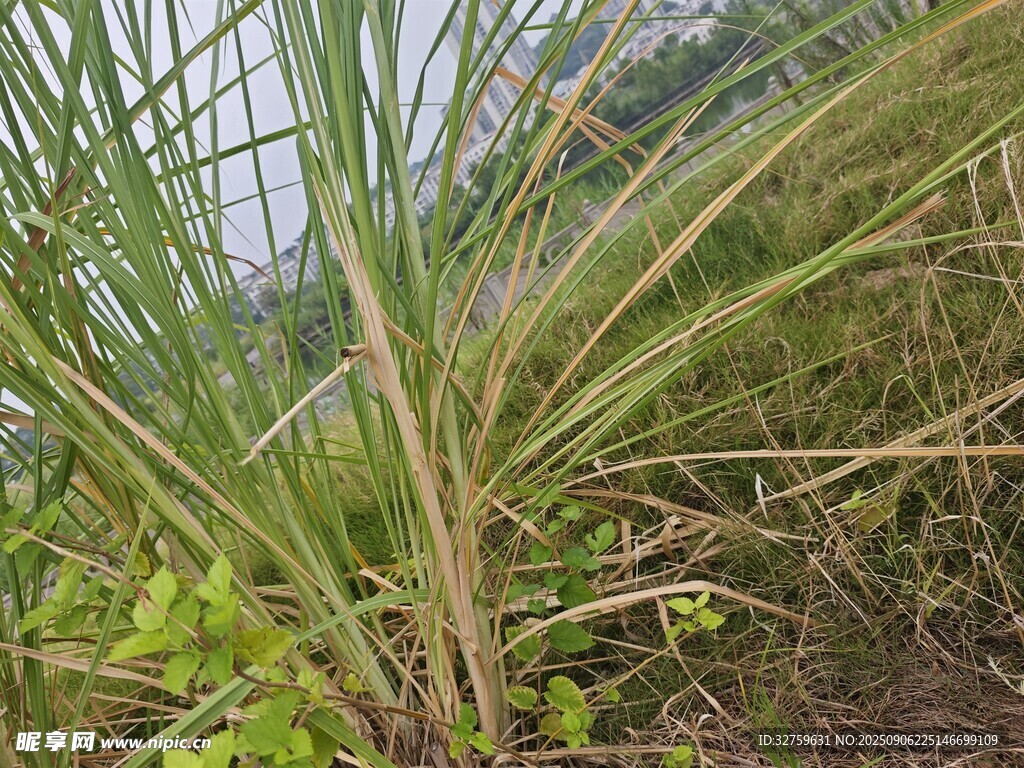 野外叢生的綠色植物