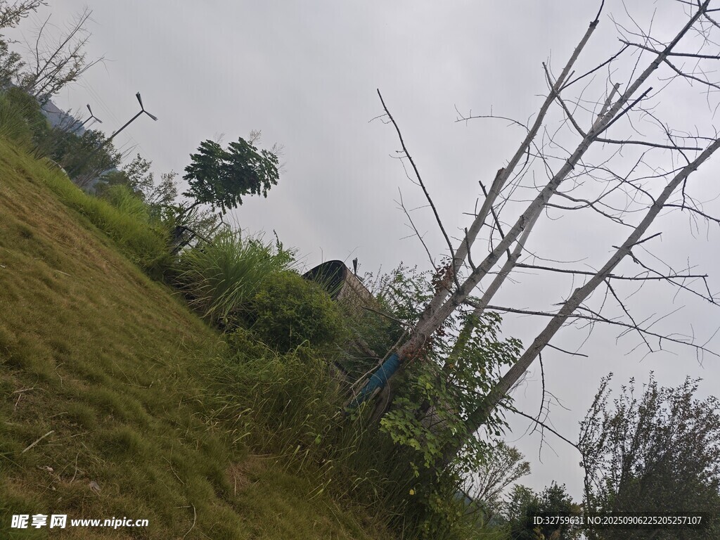 野外稀疏樹木與草地景象