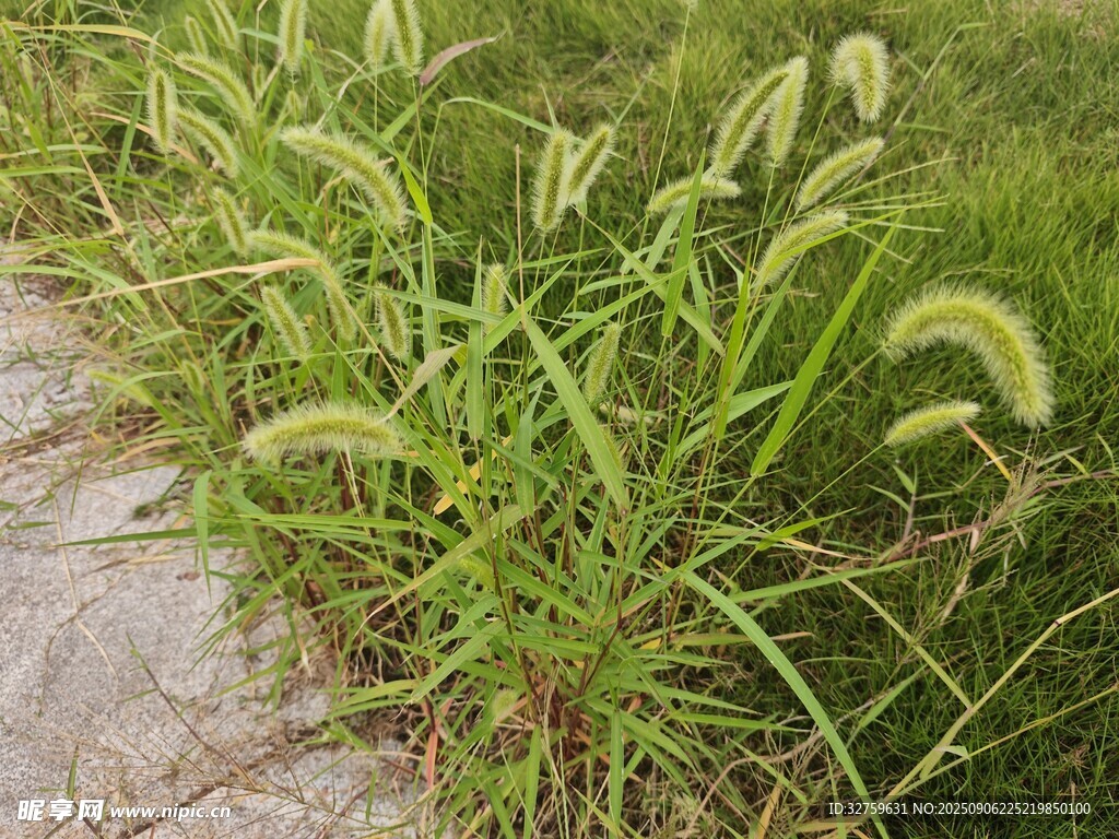 路邊狗尾草