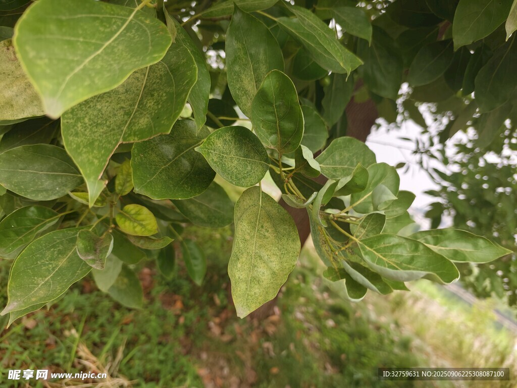 綠葉繁茂的果樹(shù)景象