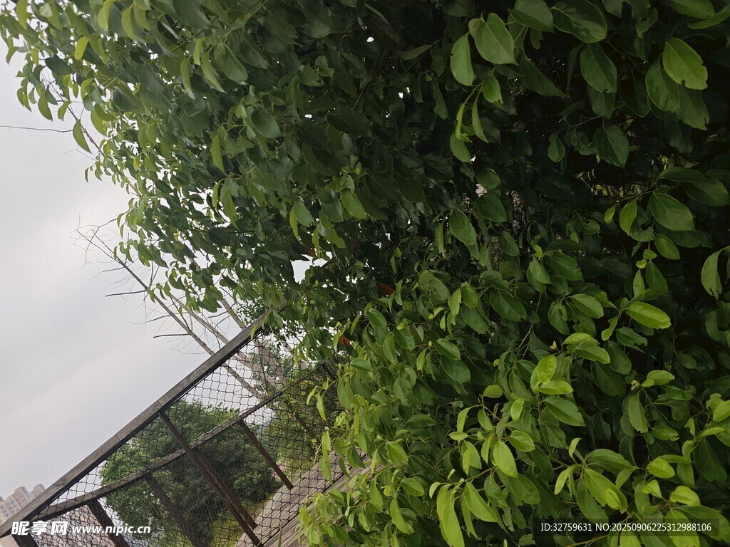 綠葉繁茂的戶(hù)外綠植景觀(guān)
