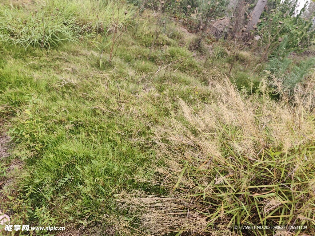 野外繁茂的綠色與黃色植物