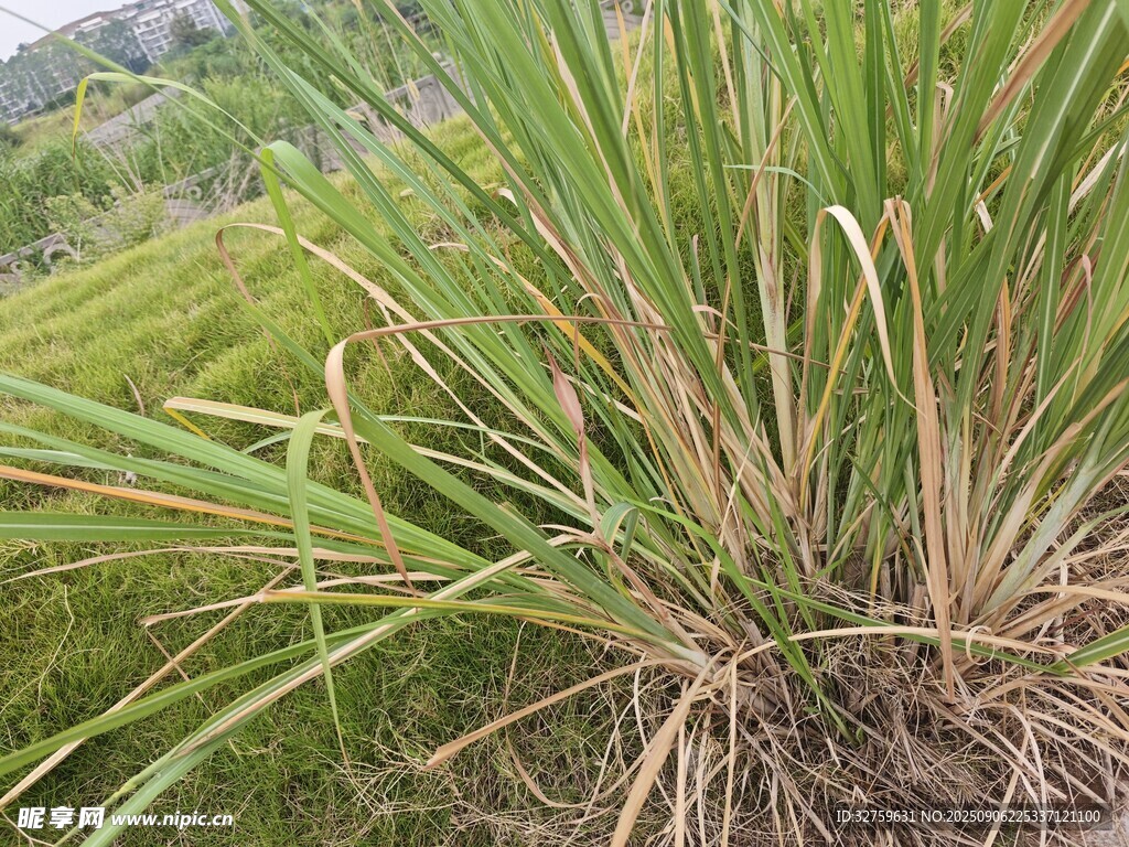 野外叢生的綠色草本植物