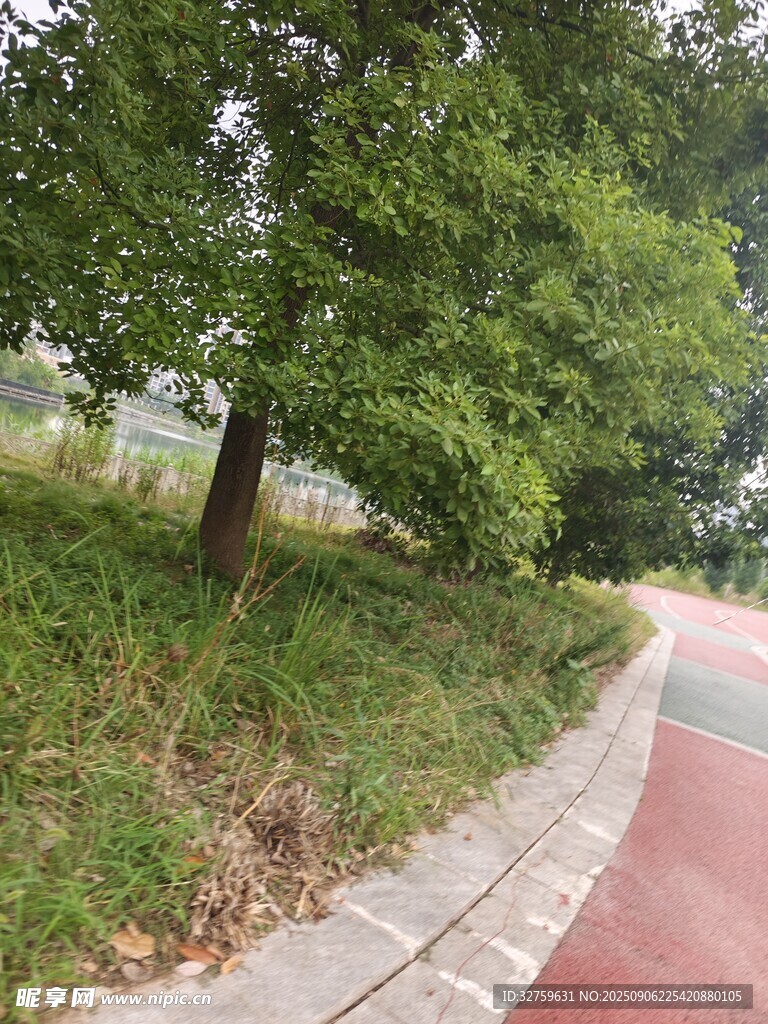 路邊綠樹(shù)與彩色步道景觀