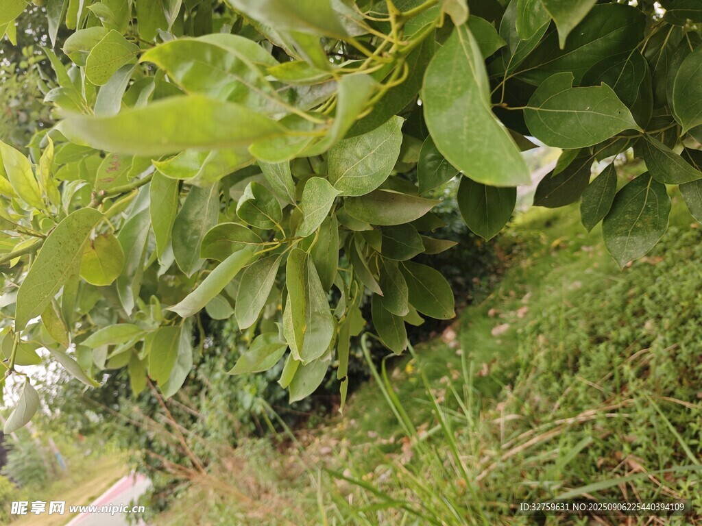 路邊繁茂的綠植景象