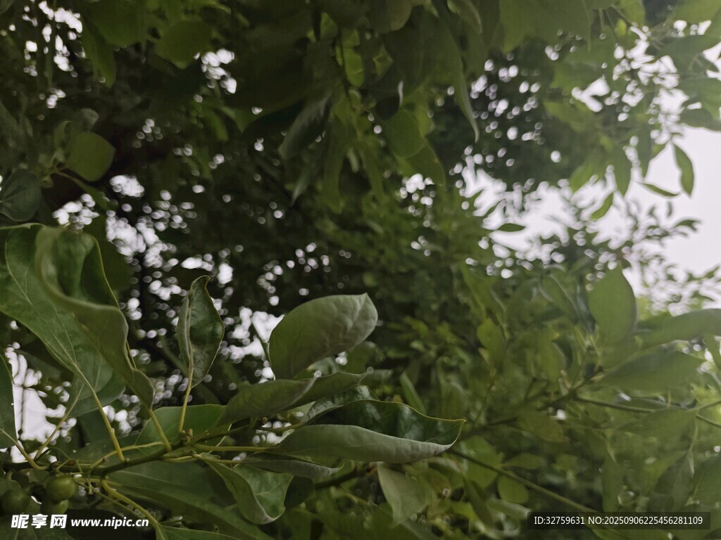 繁茂綠葉間的清新景致