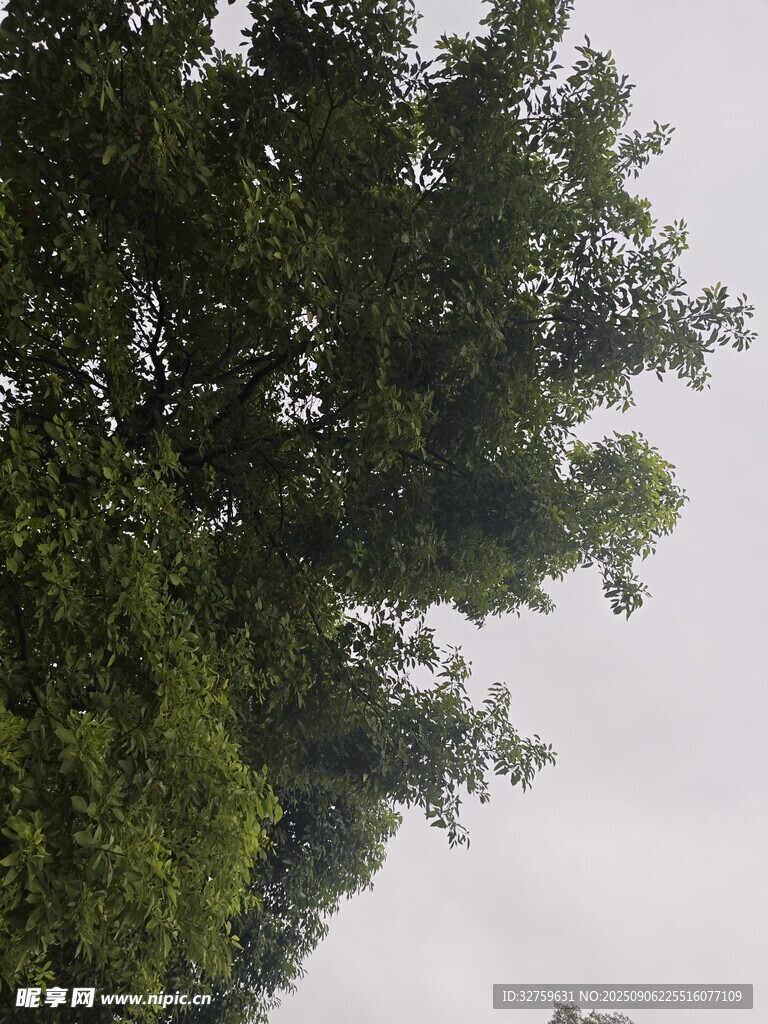 仰視茂密綠樹樹冠