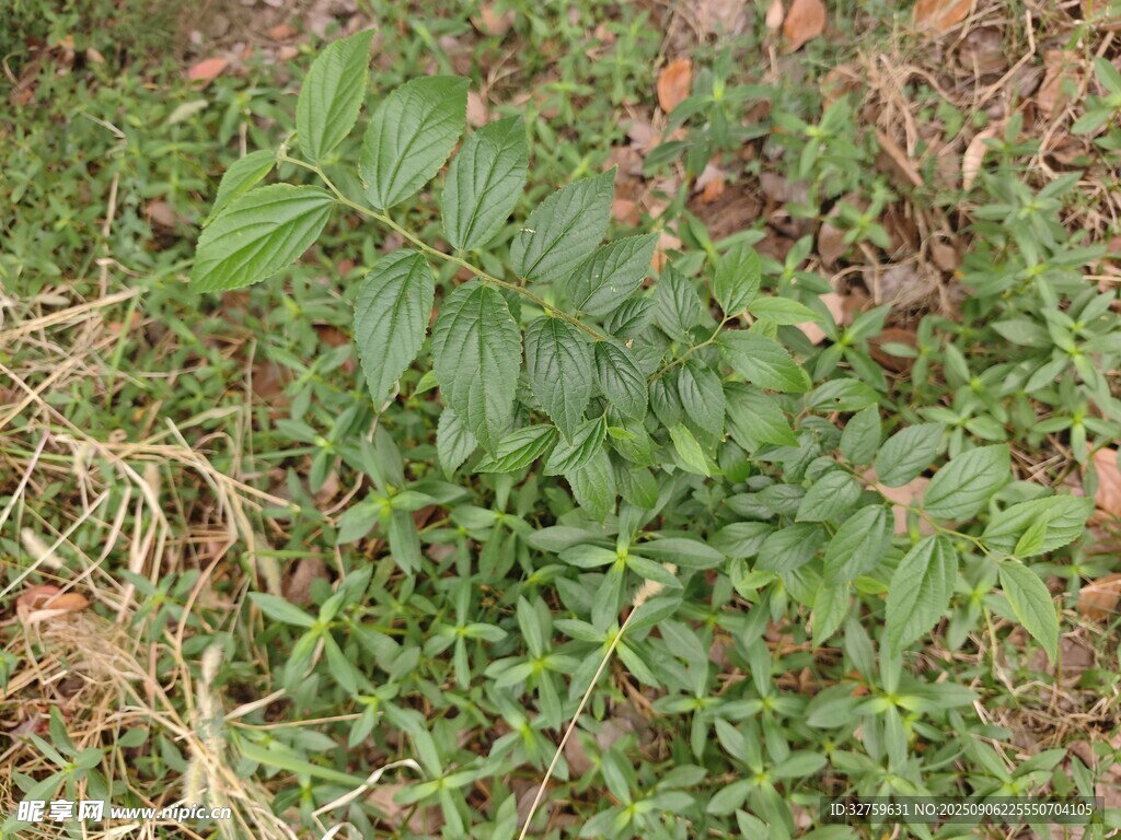 野外生長的綠色植物