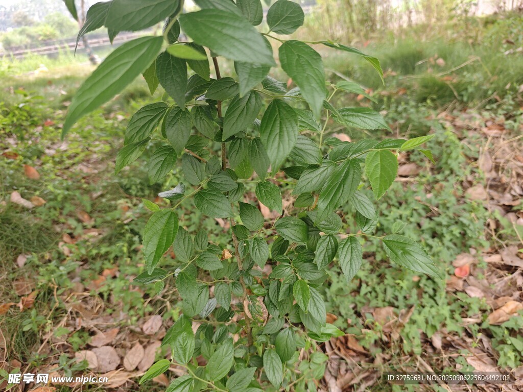 野外生長的綠色植物