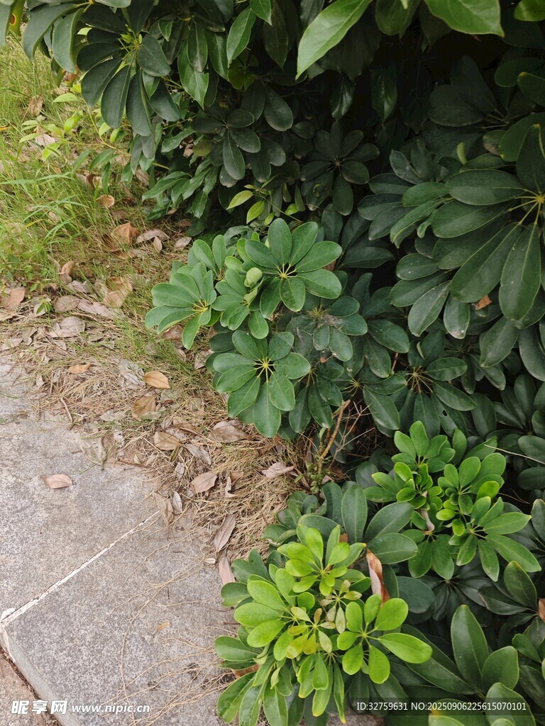 路邊綠植景觀