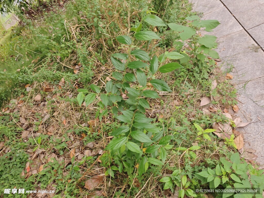 路邊繁茂的綠色植物