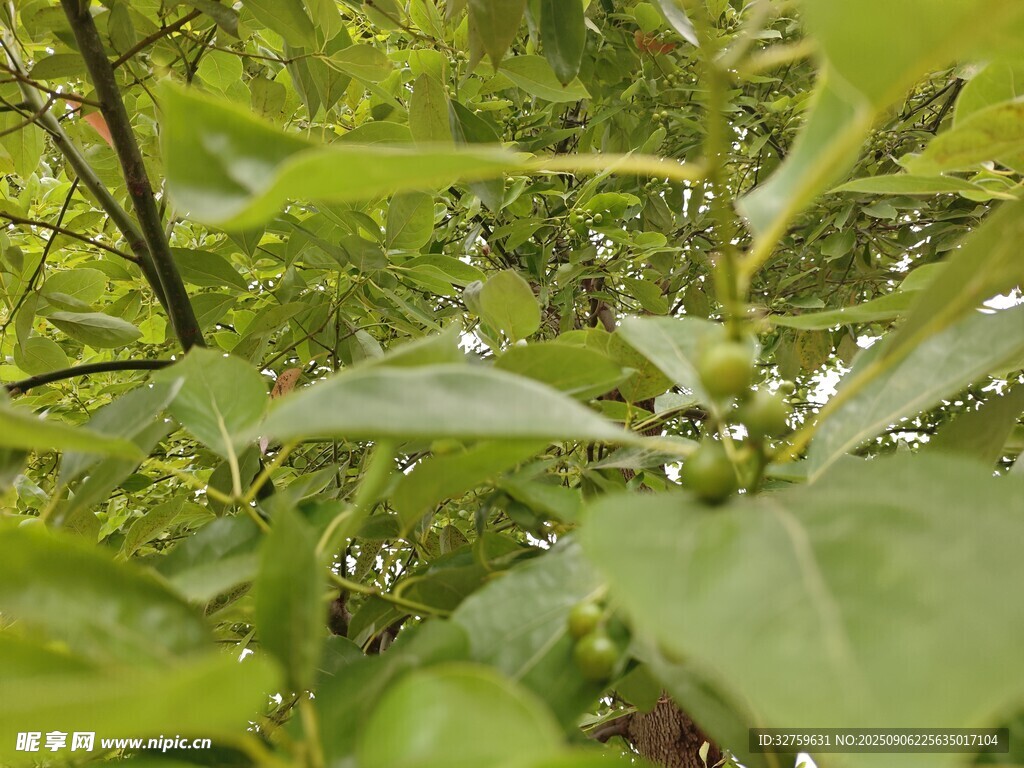 翠綠繁茂的林間植物景象