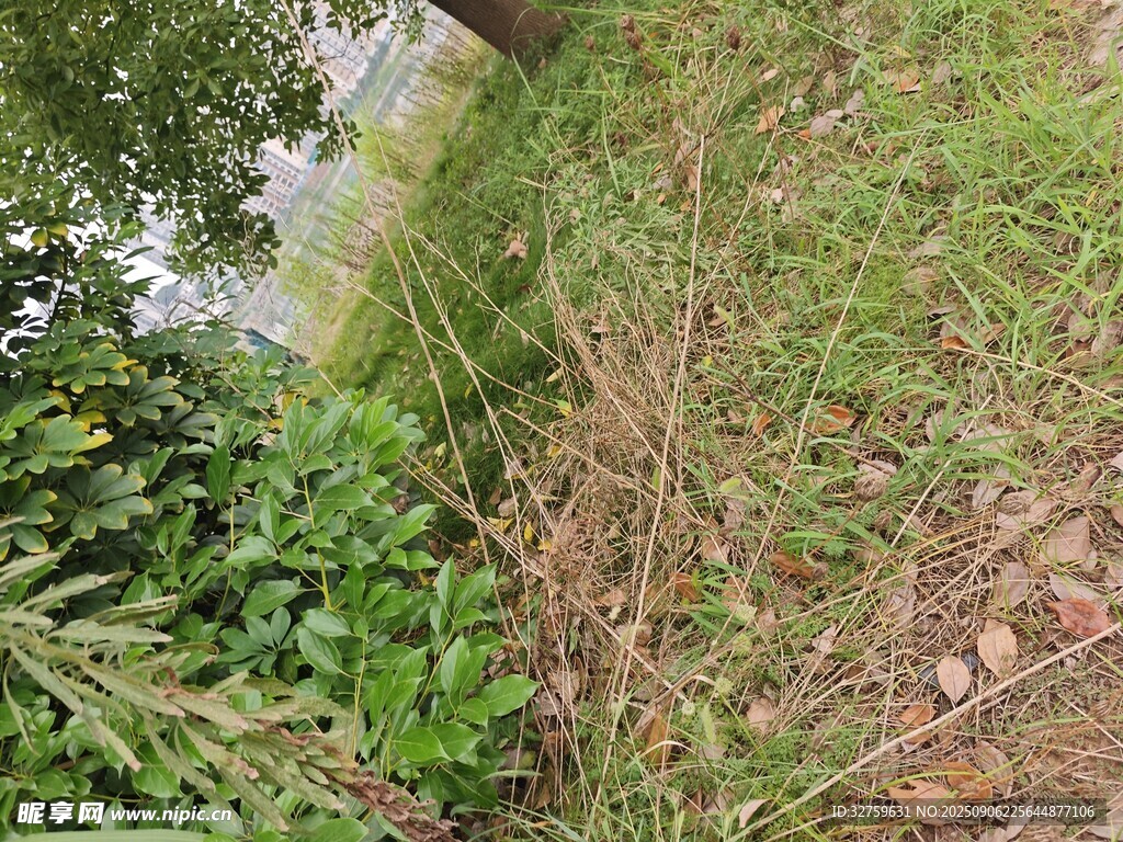 野外草地綠植景象