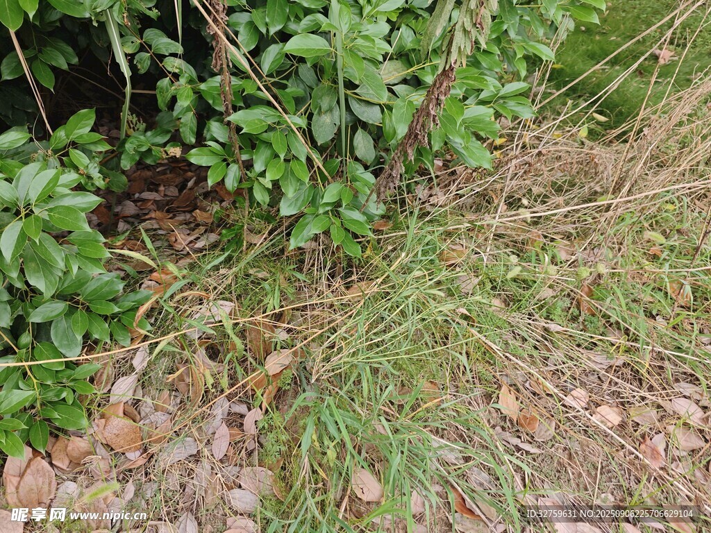 地面綠植與碎石景象