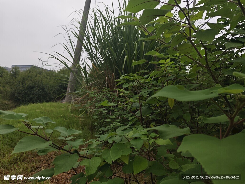 野外繁茂綠植景觀