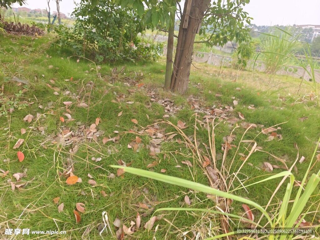 野外草地中的樹木與植物