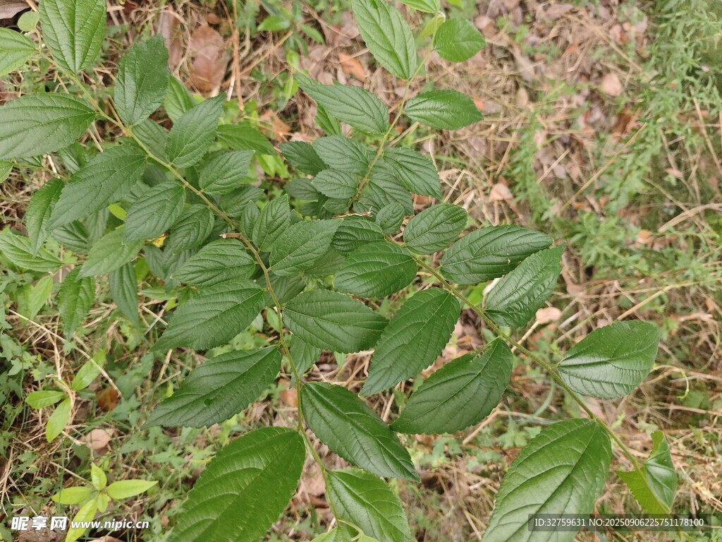 野外生長的綠色植物