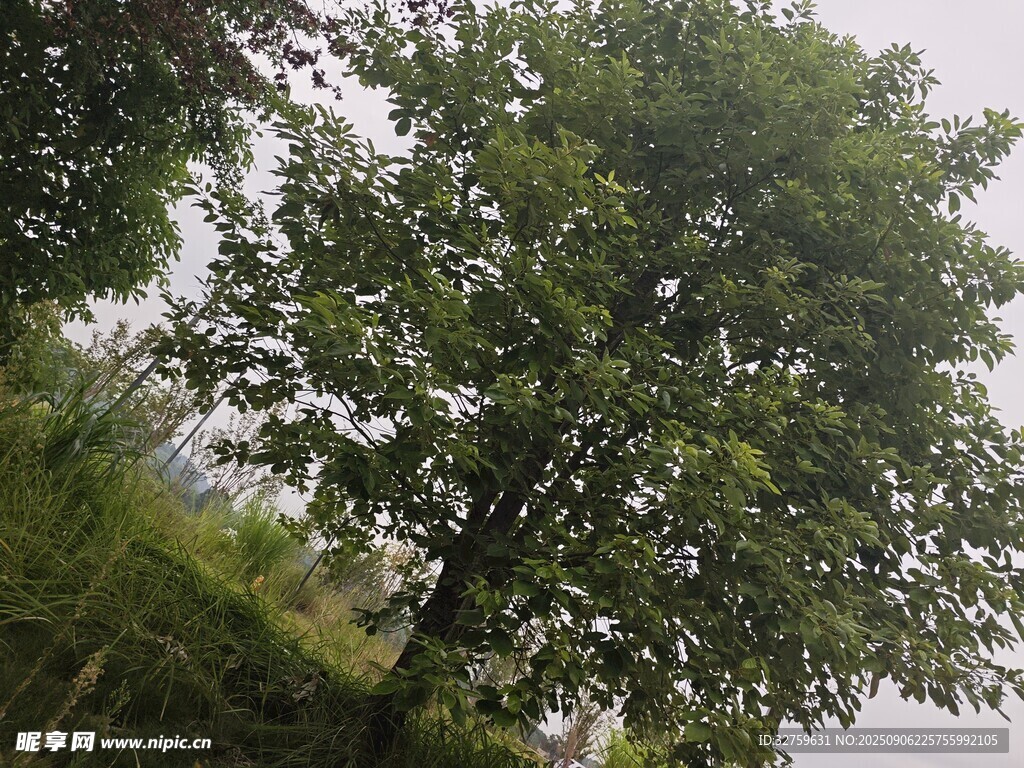 戶外茂盛綠樹(shù)風(fēng)景圖