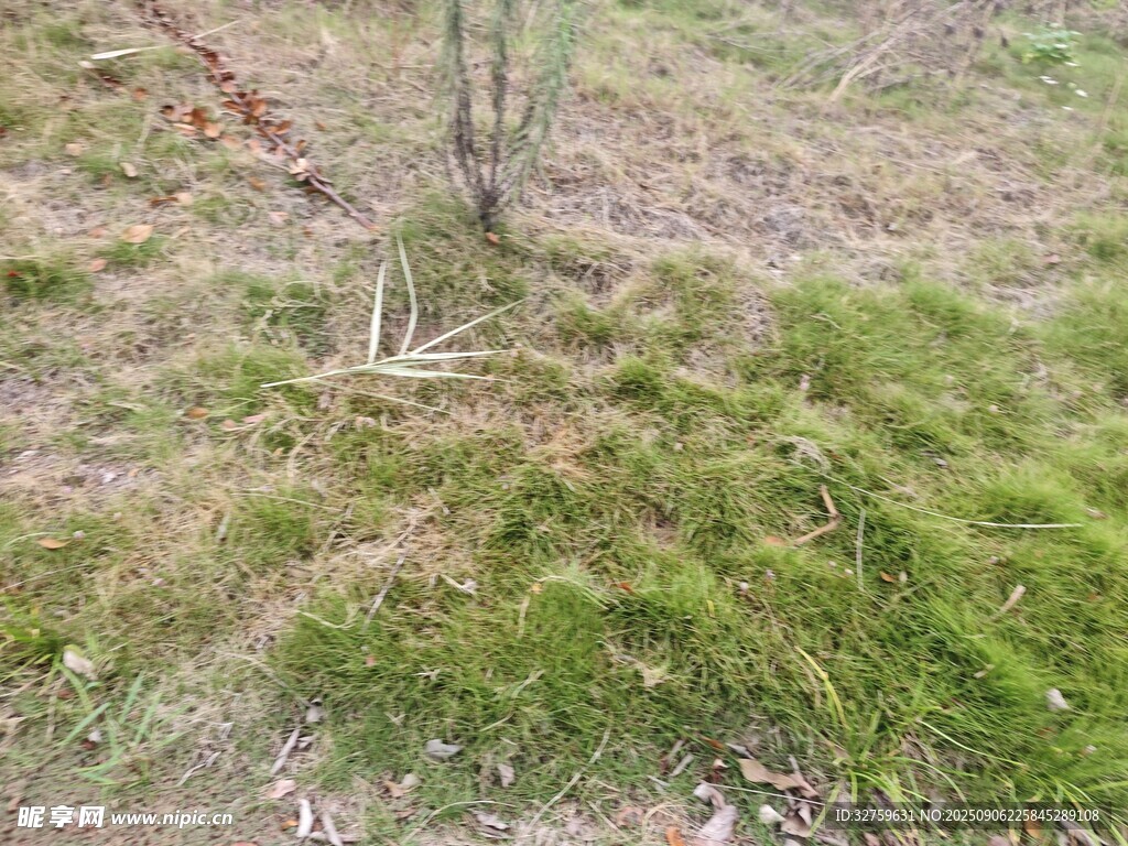 草地中的小樹