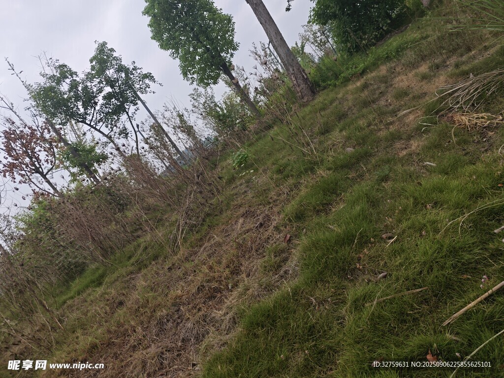 山坡上的樹木與草地