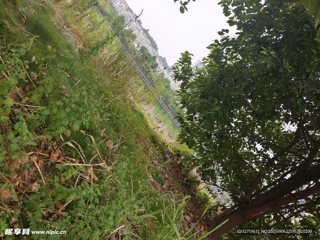 野外綠植繁茂的小徑