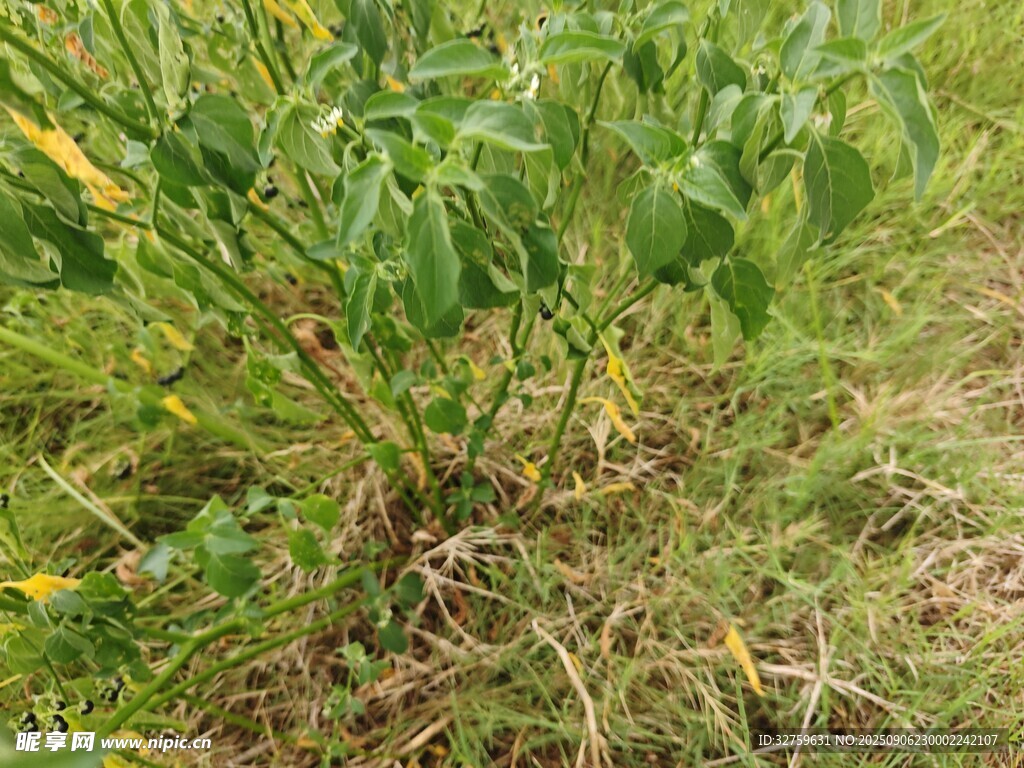 田間生長(zhǎng)的綠色辣椒植株