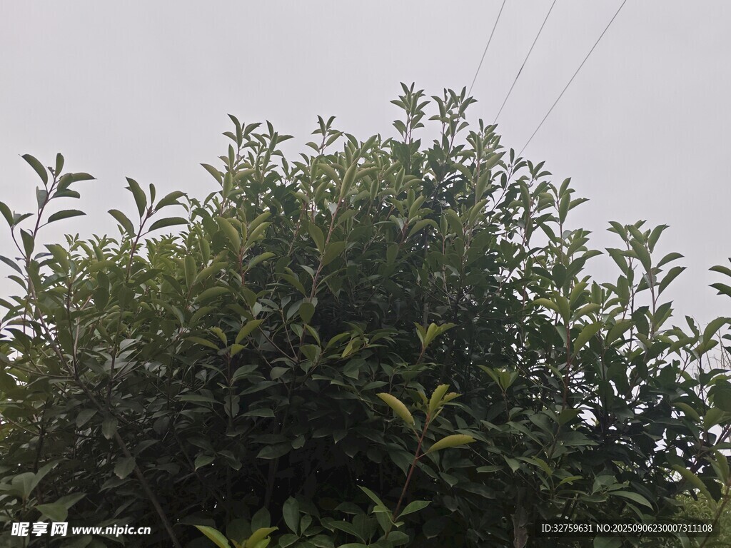 綠葉繁茂的灌木