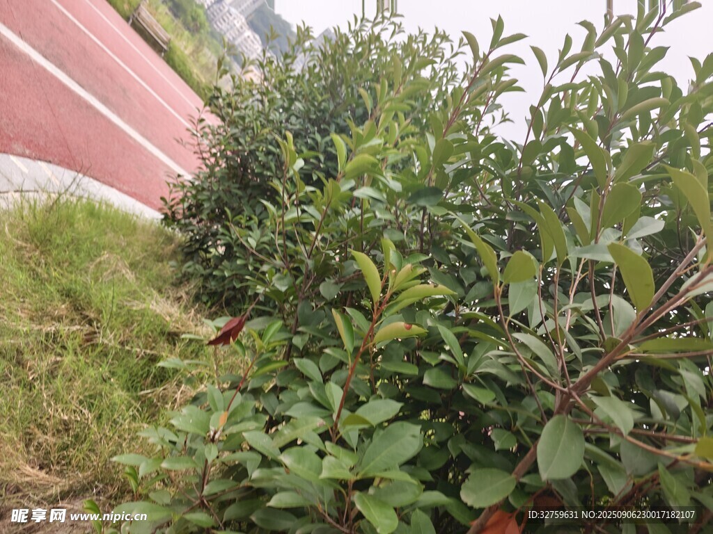 墻邊綠植生機盎然