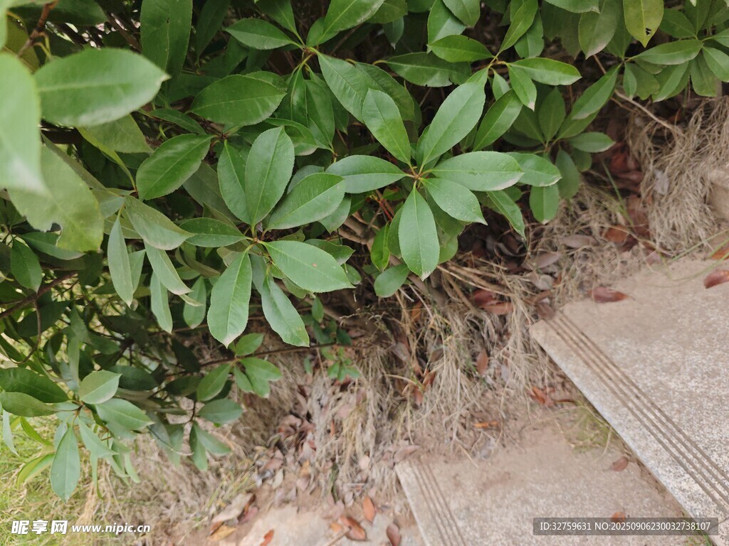 路邊綠葉植物特寫