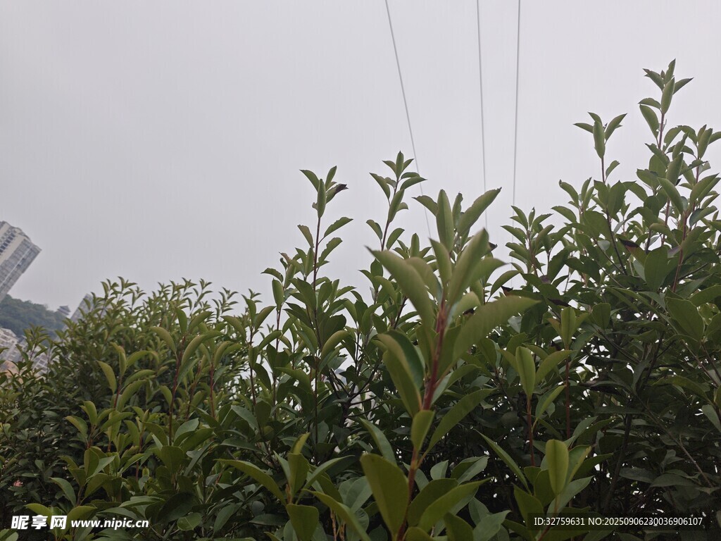 綠葉繁茂的植物景觀