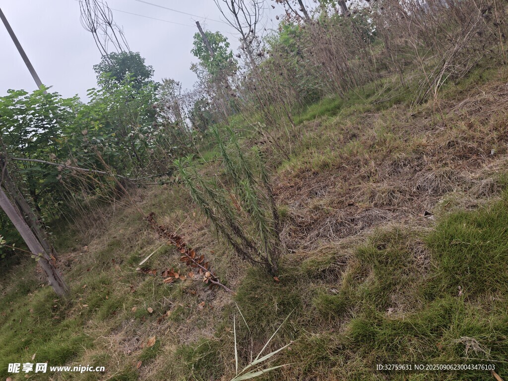 山坡上的植被景觀