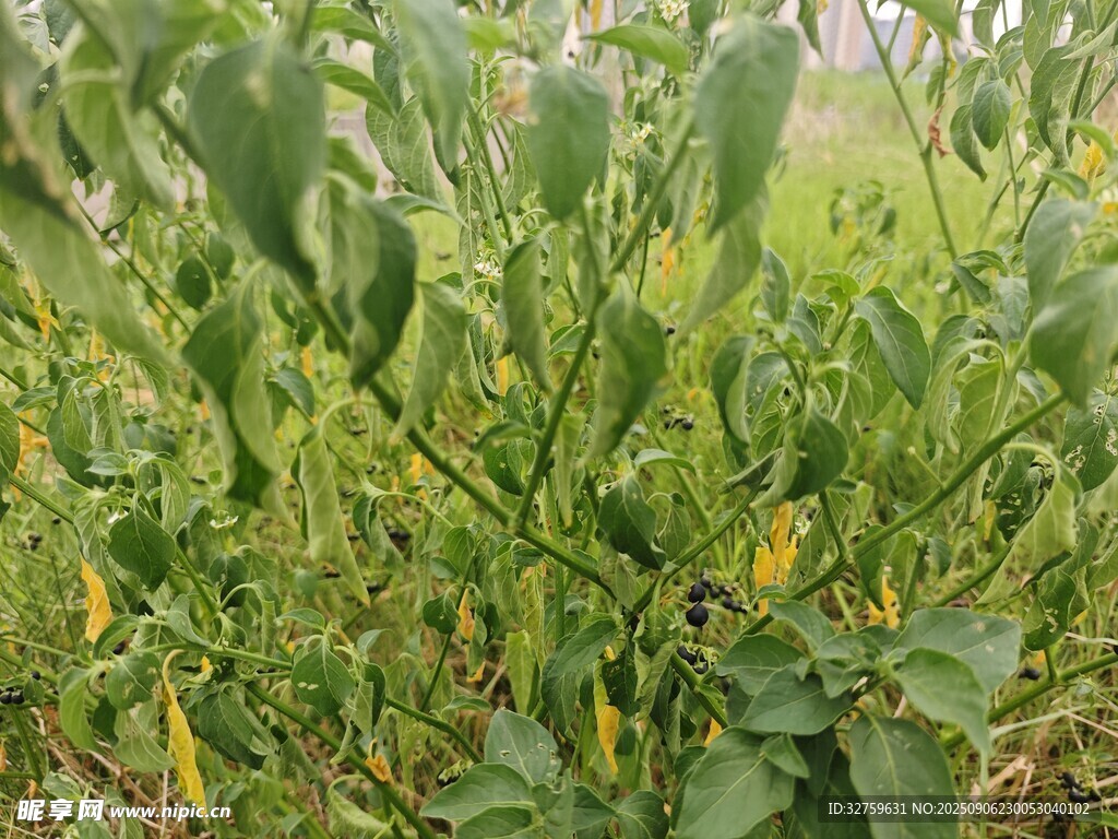 田間青椒植株特寫