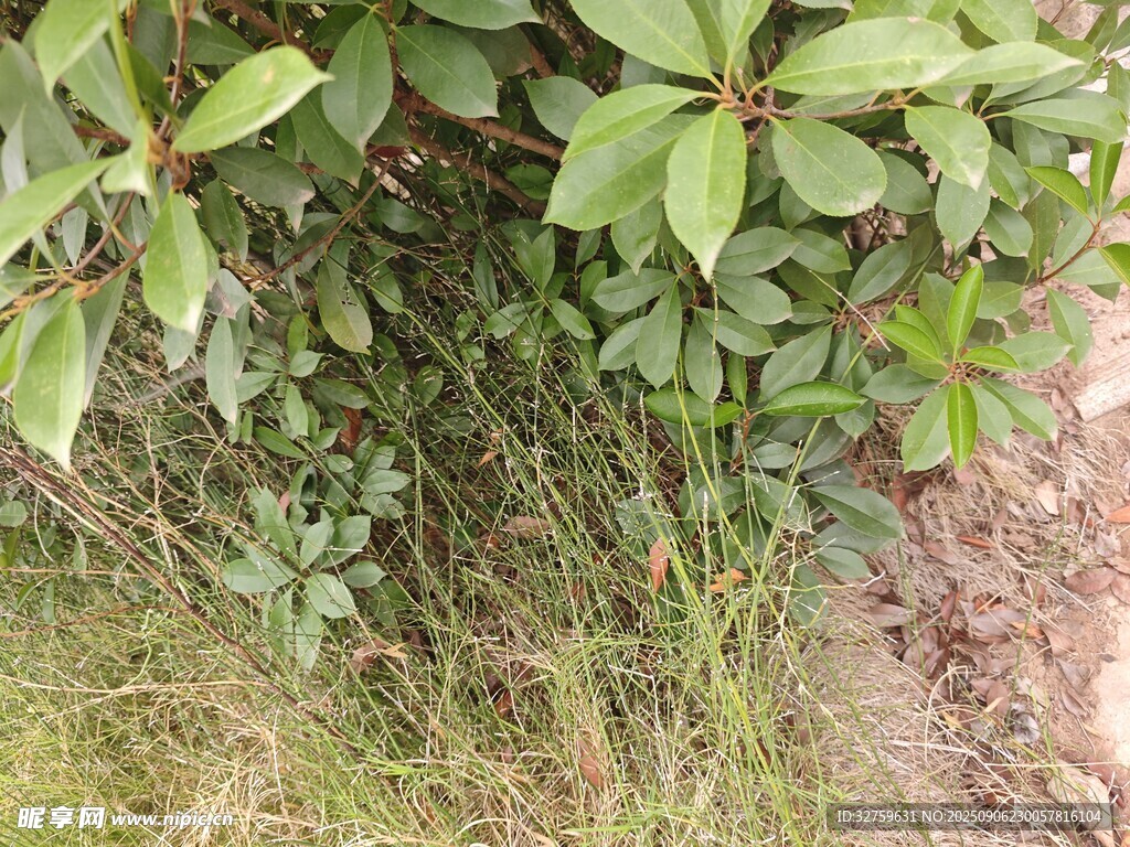 綠葉植物特寫