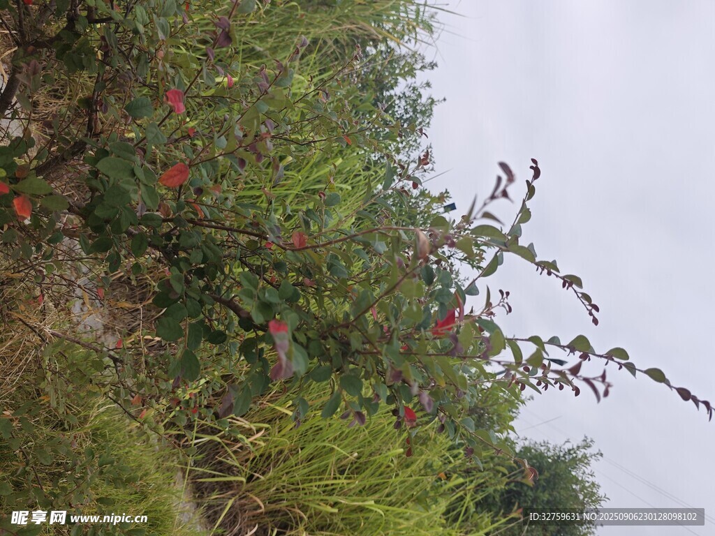 山坡上的綠植與紅色果實(shí)