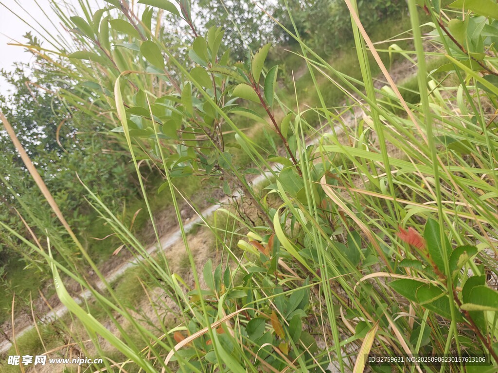 野外繁茂的綠色植物