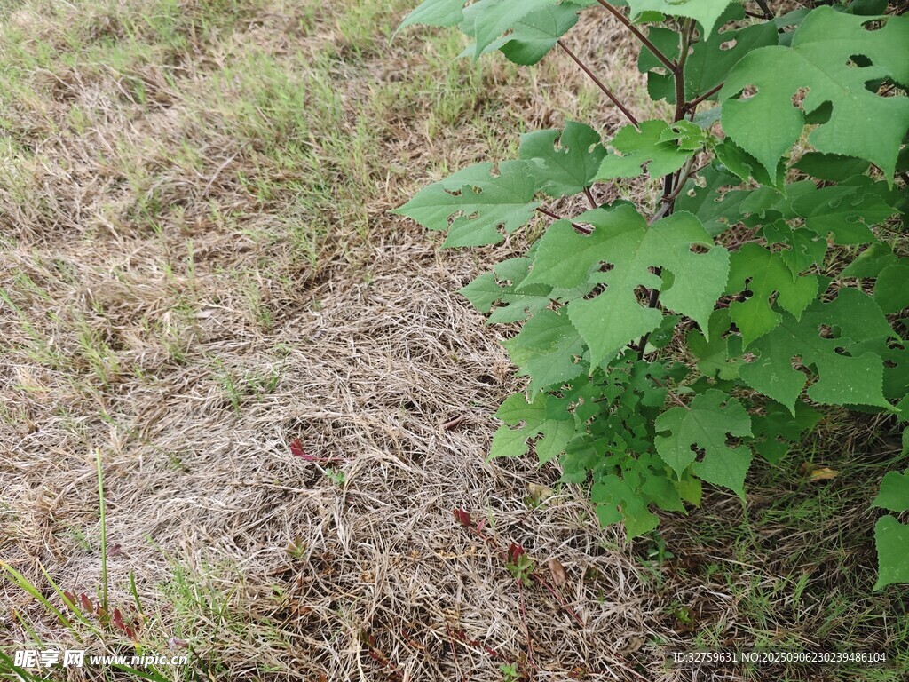 草地旁的綠色植物
