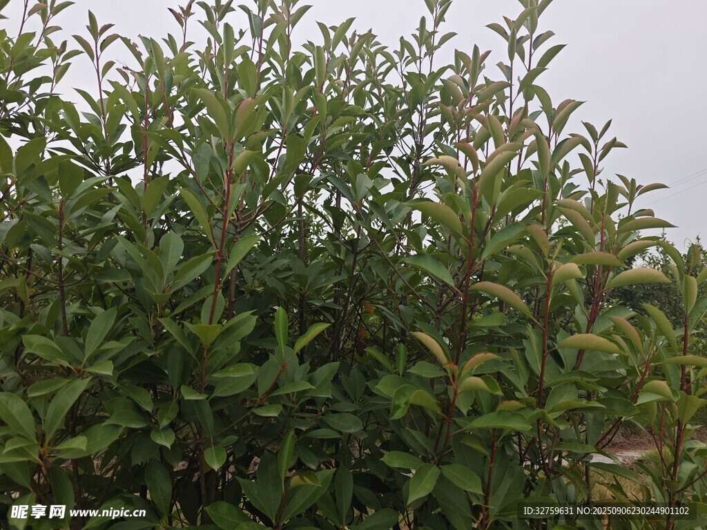 綠葉繁茂的灌木叢