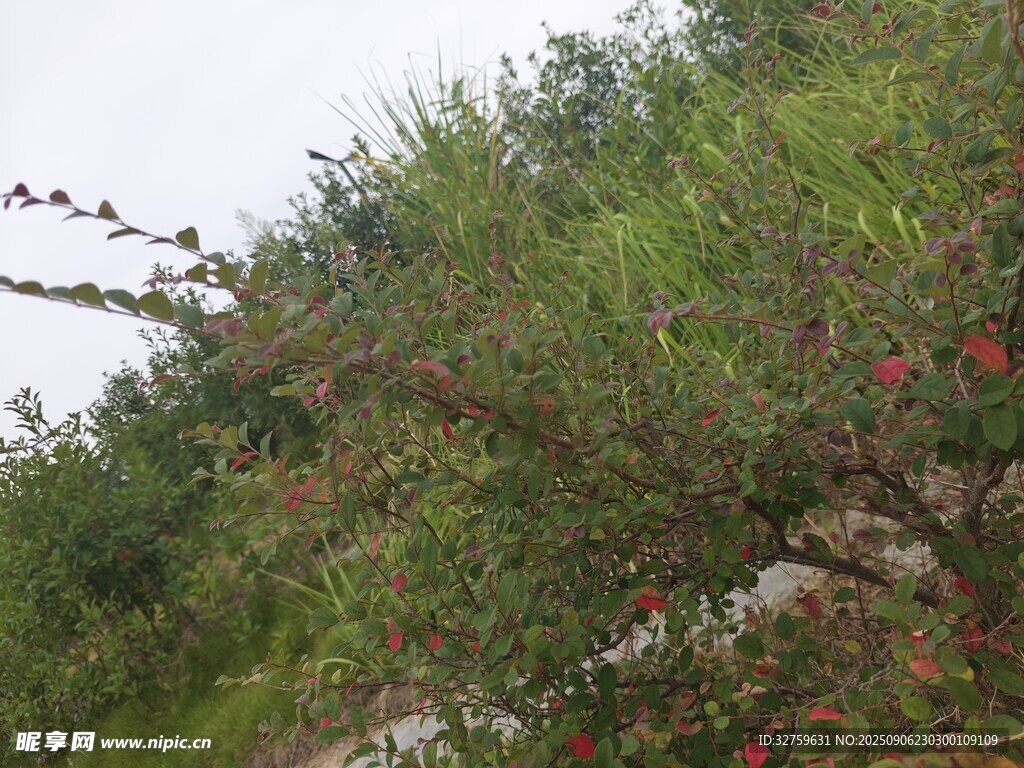 山坡綠植與紅色果實(shí)景觀