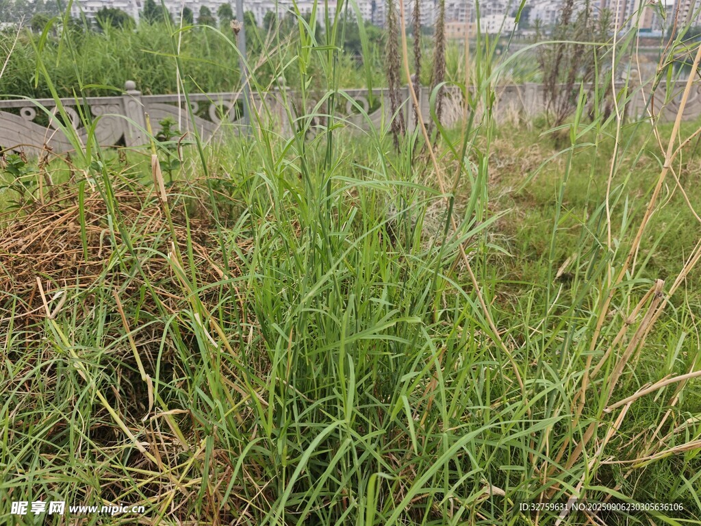 野外茂盛的綠色草叢