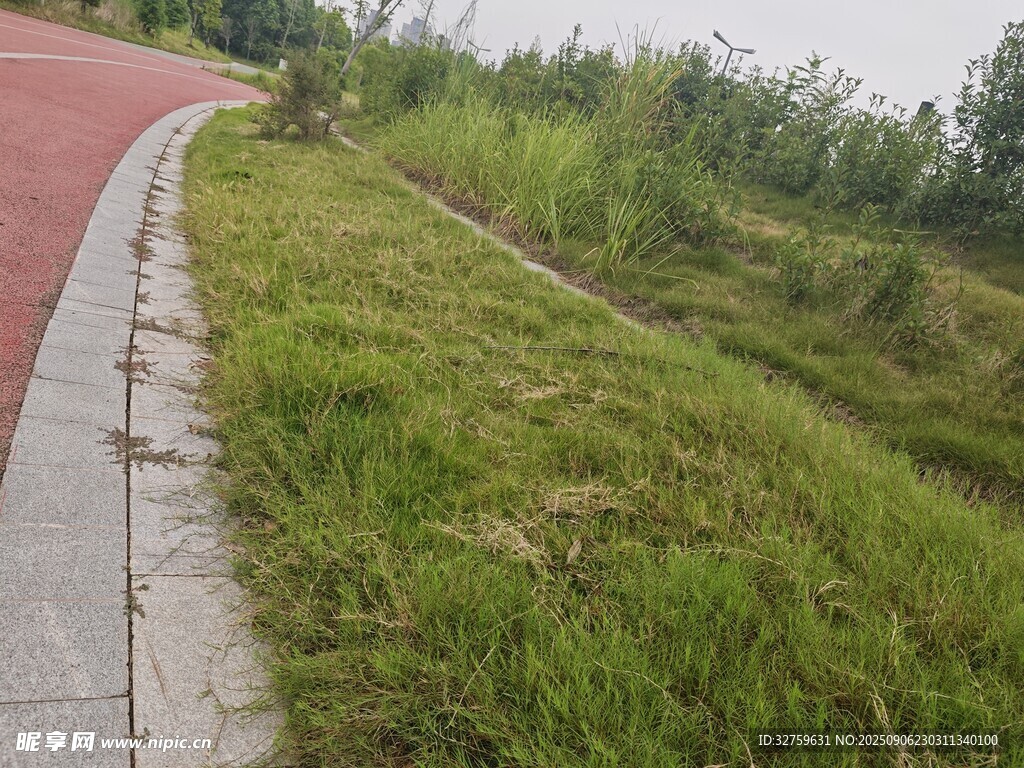 路邊翠綠草地景觀