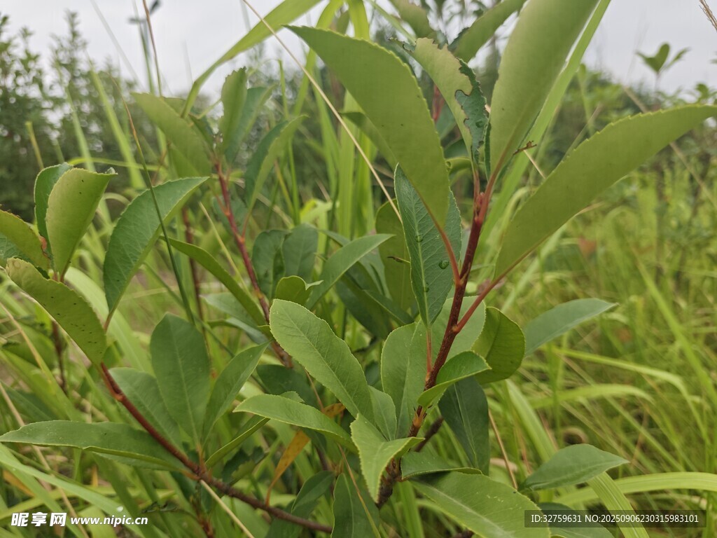 野外綠色植物特寫