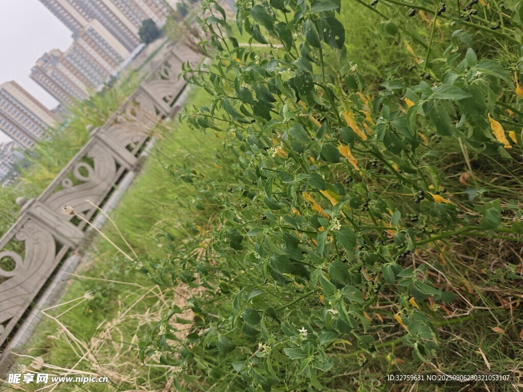 城市邊的綠色雜草景觀